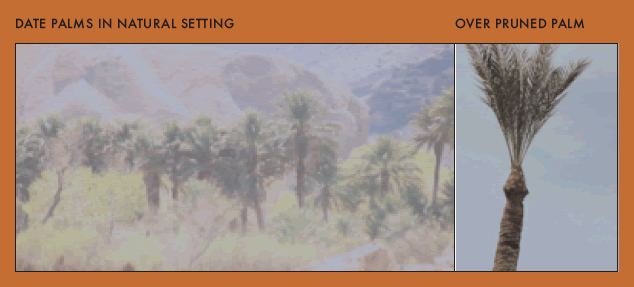 DATE PALMS IN NATURAL SETTING vs. OVER PRUNED PALM